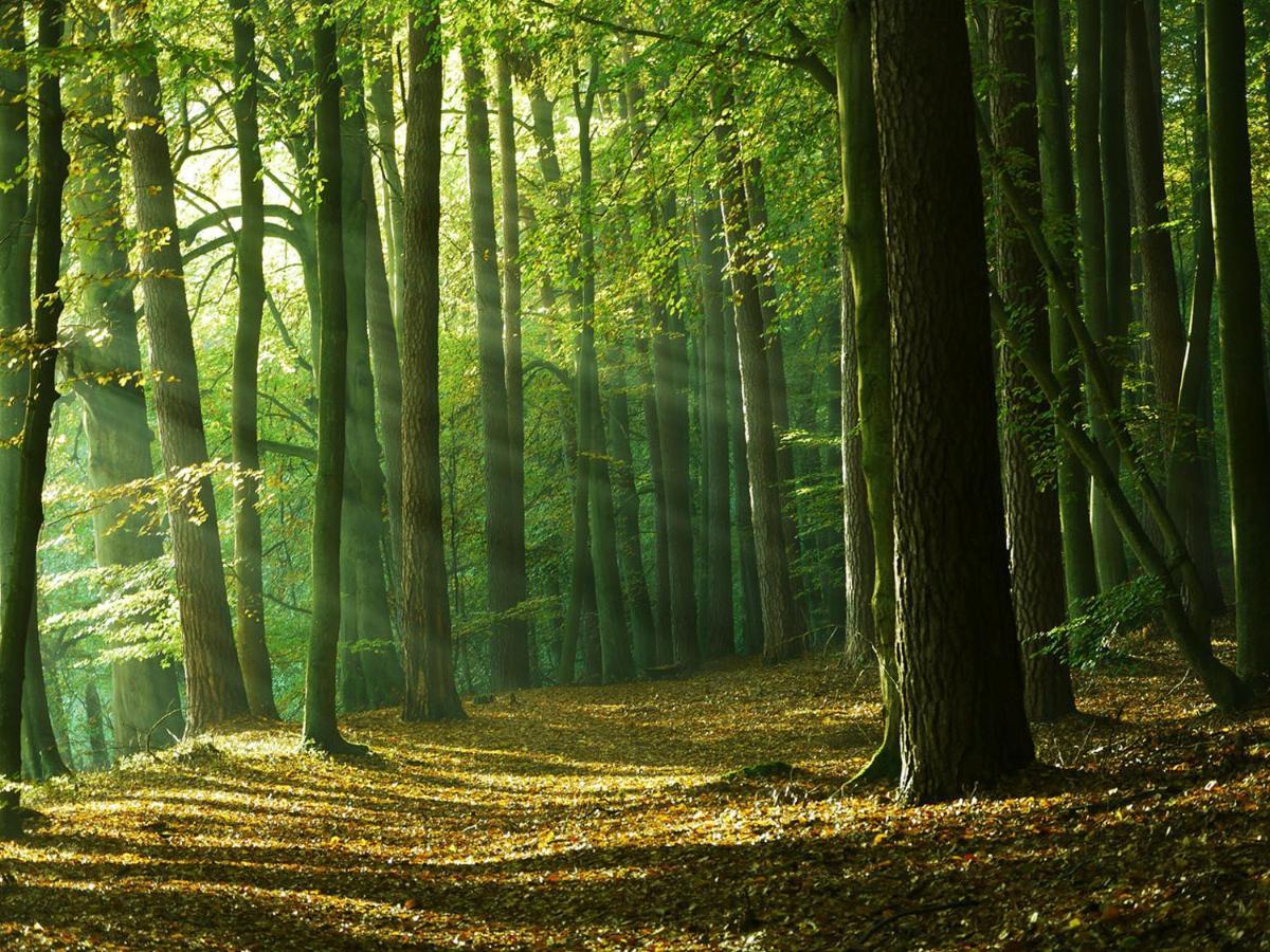 Waldschenke Stendenitz Uebernachten Im Wald Am See Neuruppin Zewnętrze zdjęcie
